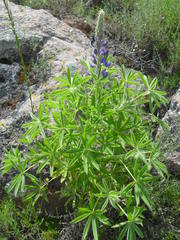 Lupinus hinkleyorum