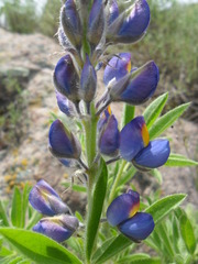Lupinus hinkleyorum