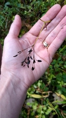 Osmorhiza longistylis