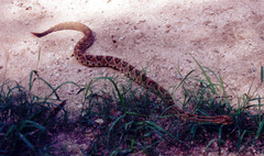 Crotalus tzabcan