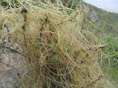 Cuscuta cockerellii