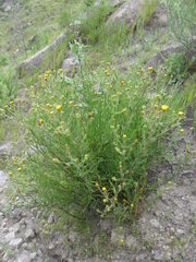 Senecio phylloleptus