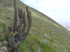Weberbauerocereus weberbaueri