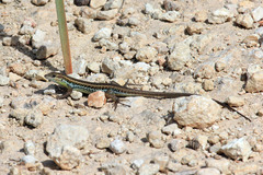 Ophisops elegans schlueteri