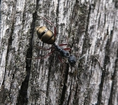 Camponotus suffusus bendigensis