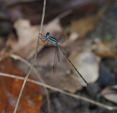 Lestes tricolor