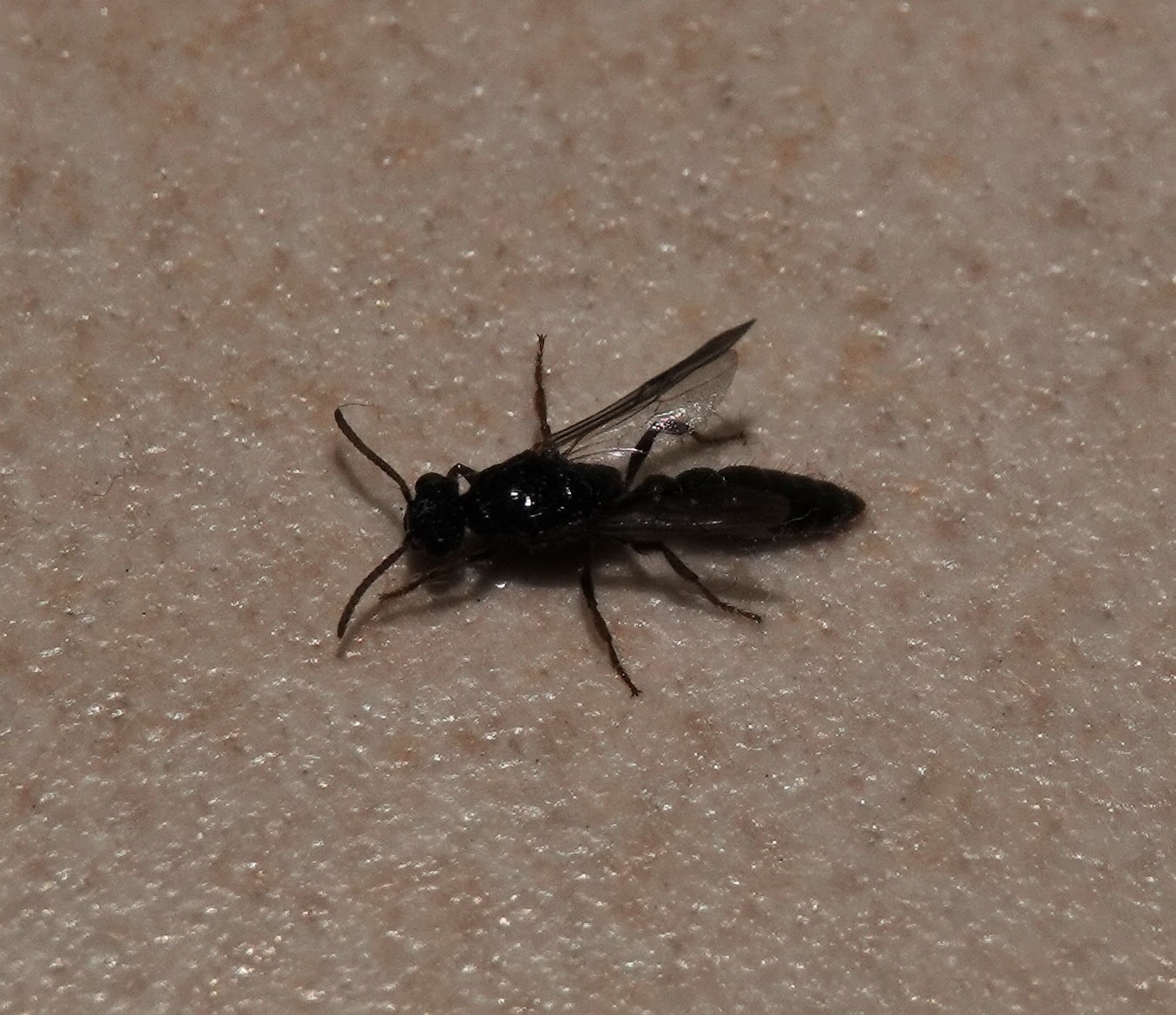 Amblyoponinae