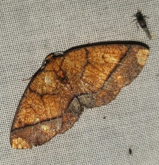 Melinodes detersaria