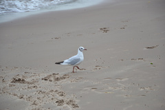 Chroicocephalus ridibundus