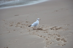 Chroicocephalus ridibundus