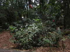 Costus afer