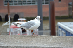 Chroicocephalus ridibundus