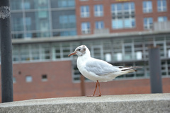 Chroicocephalus ridibundus