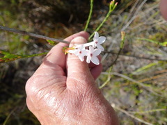 Erica jasminiflora