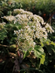 Heracleum sphondylium