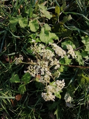 Heracleum sphondylium