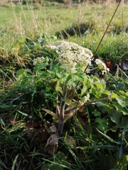 Heracleum sphondylium
