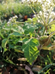 Heracleum sphondylium