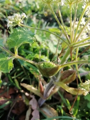 Heracleum sphondylium