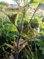 Heracleum sphondylium