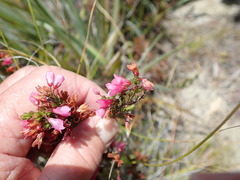 Erica elimensis