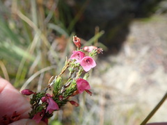 Erica elimensis
