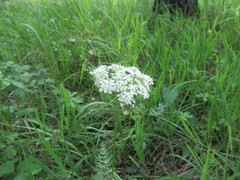 Seseli condensatum