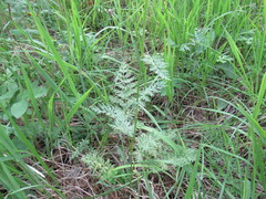 Seseli condensatum