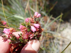 Erica elimensis
