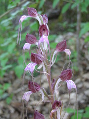 Himantoglossum comperianum