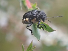 Aporocera scabrosa