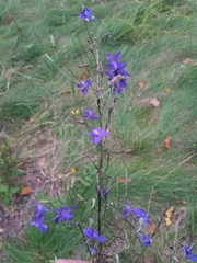 Delphinium consolida