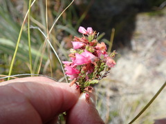 Erica elimensis