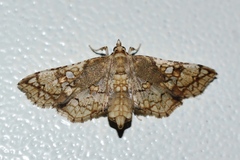 Omphisa anastomosalis