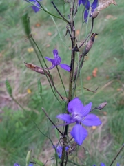 Delphinium consolida