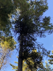 Pinus wallichiana