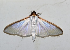 Cydalima laticostalis