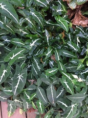 Syngonium wendlandii