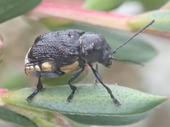 Aporocera scabrosa