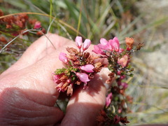 Erica elimensis