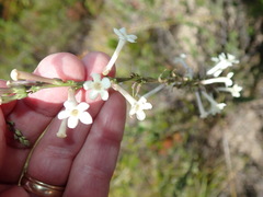 Freylinia longiflora