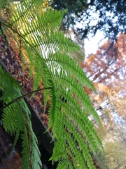 Athyrium