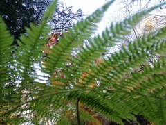 Athyrium