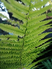 Athyrium