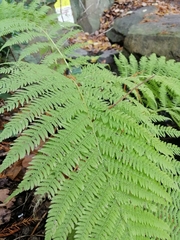 Athyrium