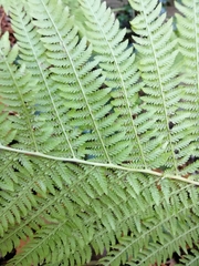 Athyrium