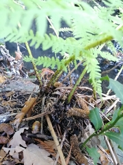 Athyrium