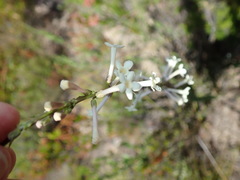 Freylinia longiflora