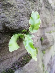 Asplenium scolopendrium