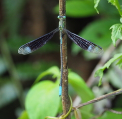 Orolestes selysi
